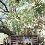 Bodh Gaja – święte drzewo Mahabodhi