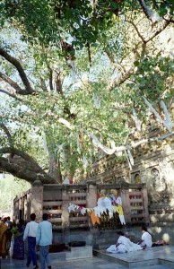 Bodh Gaja - święte drzewo Mahabodhi