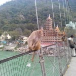 Małpy na moście Laxman Jhula